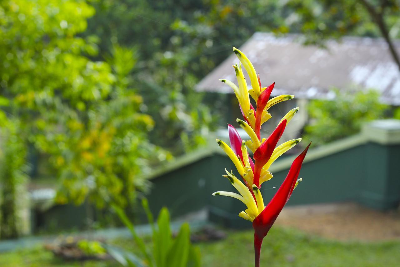 Blue Magpie Lodge Sinharaja Kudawe Eksteriør billede